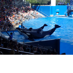 San antonio seaworld