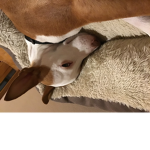 Los Perritos Perezosos