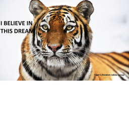 Tiger Land -Tiger's freedom