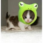 꼬북도사