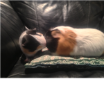 The Guinea Pig Fan Club