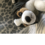 Dog pack true for true dog owners