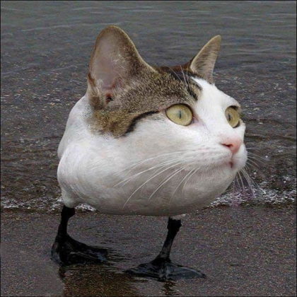 Funny Animal Hybrid 5 Roblox decal