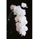 *White Orchid Clothing*