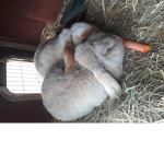 Tierliebe