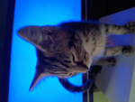 Cat fan's 5790