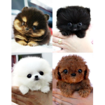 Puppies Rule!