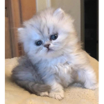 Unicorn cat squad cat