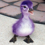 Depressed purpled duckies
