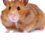 Hamster love squad
