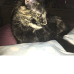 M cat group