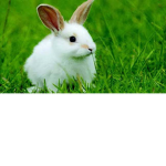 rabbit Smash sb