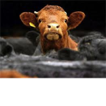 Cow Fighters