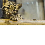 The Clouded Leopard
