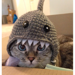Shark Cat