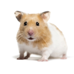 Hamster Crew!