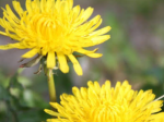 -Diors Dandelion's