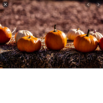Pumpkins__ United