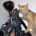 Mr.MeowMeows court room