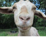 Goat Milk :)