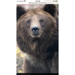 The hunting bears