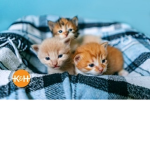 {The kittens}