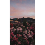 Aesthetic Flower Clothing Boutique