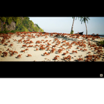 CRABS UNITED WE STAND