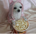 Chihuahuas like muffins