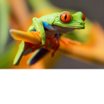 FROGS!!!!!