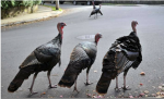 Turkey Gang :)