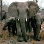 save the elephants