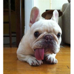 official derp fan club
