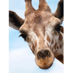 #Giraffes_