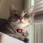 Picture Of my cat lol