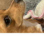 The smart dogs