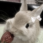 Cutebunnis