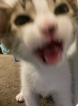 ~CRAZY KITTY GROUP~