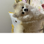 動物保護委員会グループ