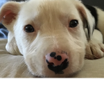 I miss my dog :(
