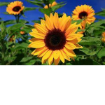 Lexi's sunflower group <3