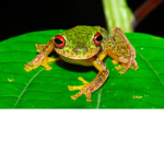 Frogs United!!!!