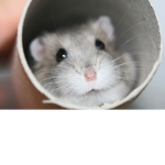 The hammylers
