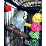 Parakeet Universe for you!