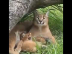 Floppa caracal united