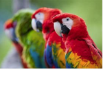 cool games and parrots