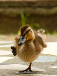 Game's duck gang group