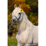laura_hello