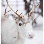 • The Reindeer Group •