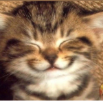 #GATITOSOT